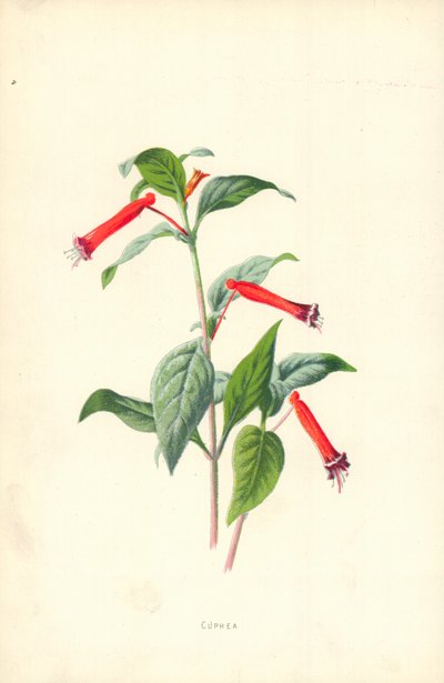 Cuphea - Frederick Edward Hulme