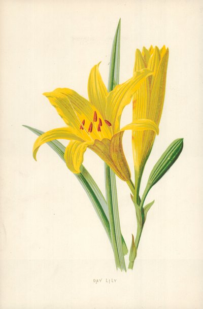 Hémérocalle - Frederick Edward Hulme