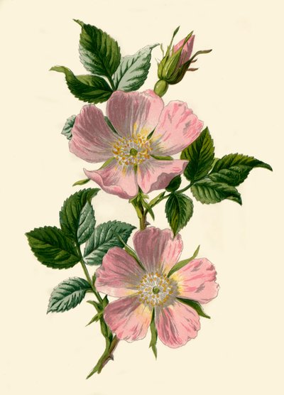 Églantier, 1877 - Frederick Edward Hulme