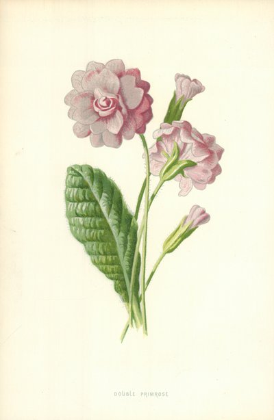 Primevère double - Frederick Edward Hulme