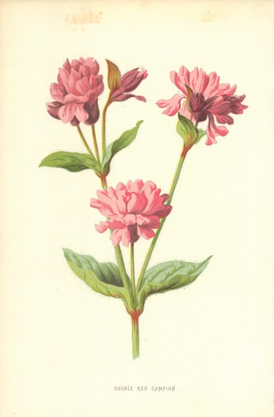 Compagnon rouge double - Frederick Edward Hulme