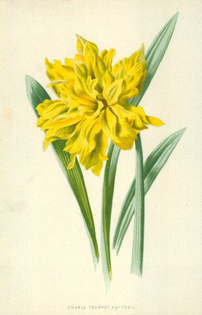 Jonquille à double trompette - Frederick Edward Hulme