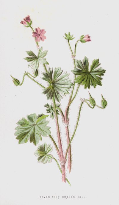 Géranium à bec de grue - Frederick Edward Hulme
