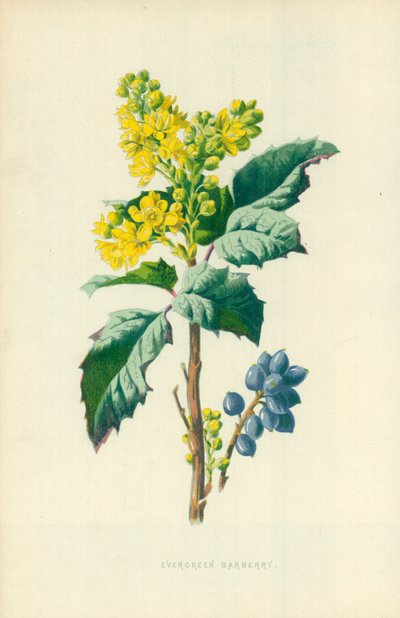Épine-vinette persistante - Frederick Edward Hulme
