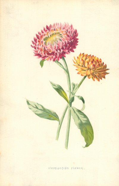 Fleur éternelle - Frederick Edward Hulme