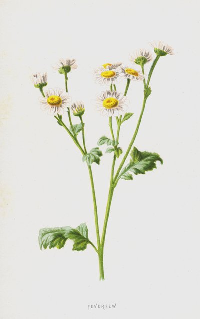 Partenelle - Frederick Edward Hulme