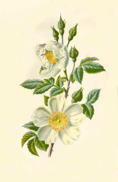 Rose des champs, 1877 - Frederick Edward Hulme
