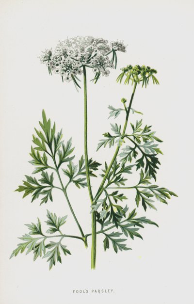 Ciguë des jardins - Frederick Edward Hulme
