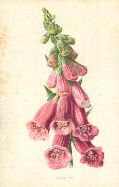 Digitale - Frederick Edward Hulme