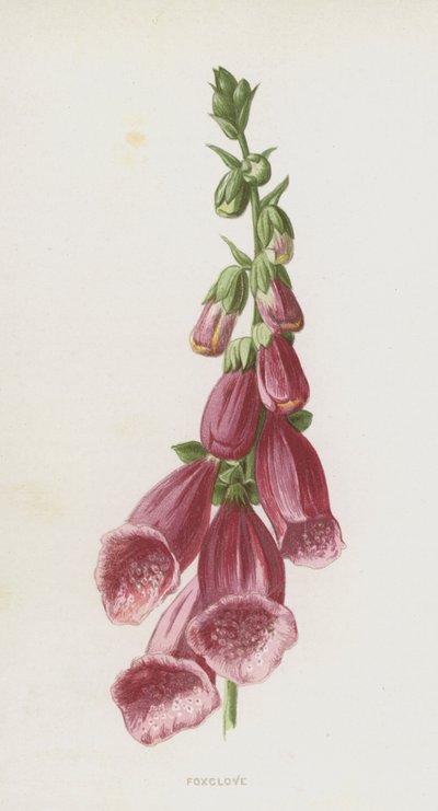 Digitale - Frederick Edward Hulme