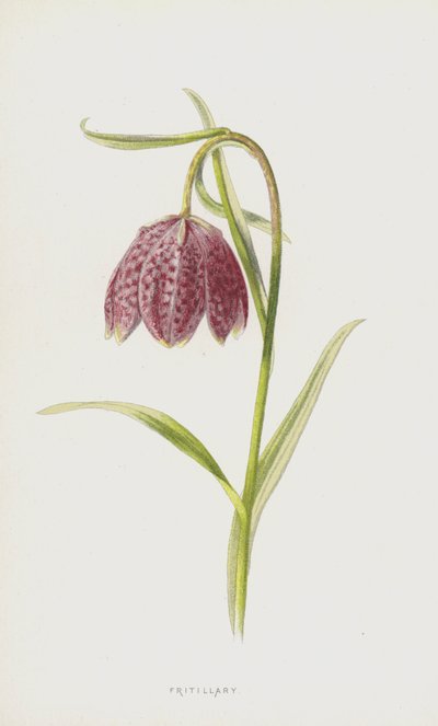 Fritillaire - Frederick Edward Hulme