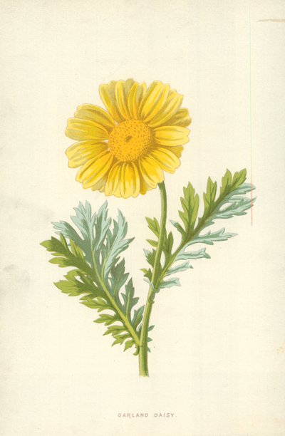Marguerite couronnée - Frederick Edward Hulme