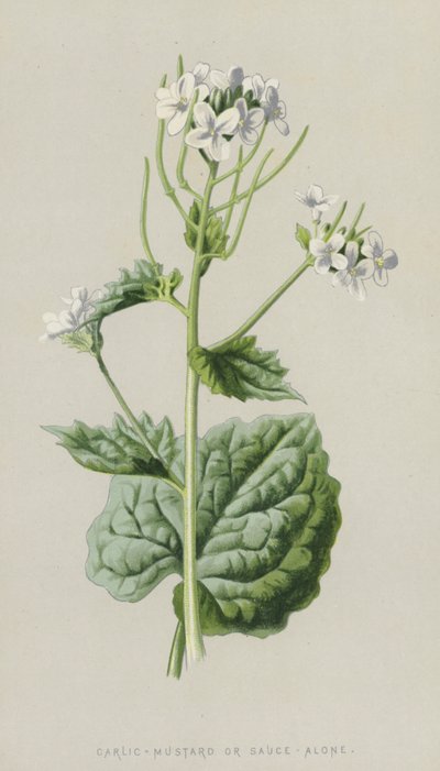Alliaire officinale - Frederick Edward Hulme