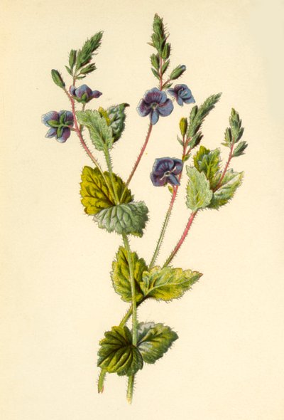 Véronique petit-chêne, 1877 - Frederick Edward Hulme