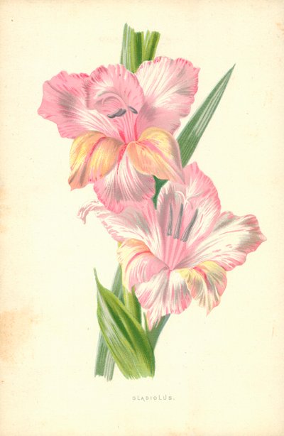 Glaïeul - Frederick Edward Hulme