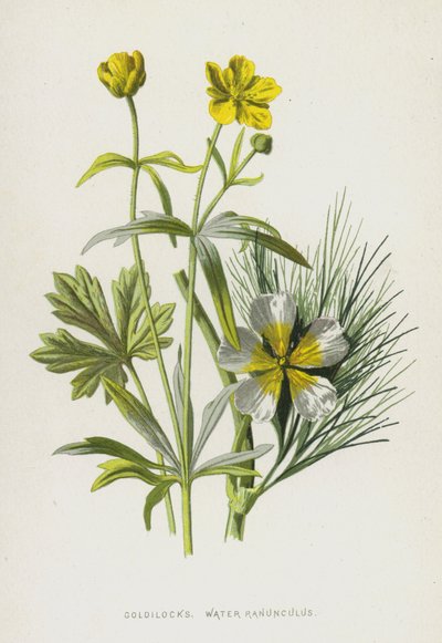 Renoncule aquatique - Frederick Edward Hulme