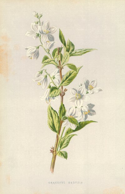 Deutzia gracieux - Frederick Edward Hulme