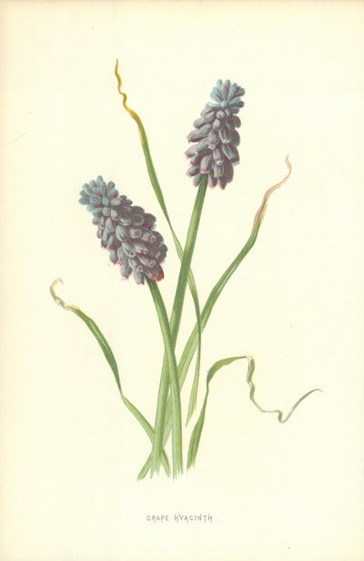 Muscari - Frederick Edward Hulme
