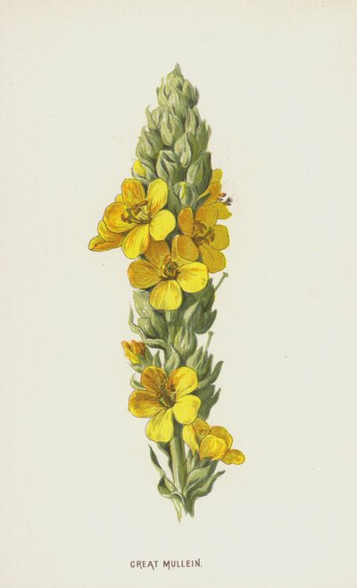 Molène bouillon-blanc - Frederick Edward Hulme