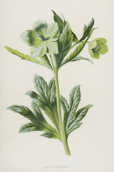 Hellébore vert - Frederick Edward Hulme