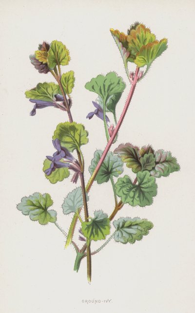 Lierre terrestre - Frederick Edward Hulme