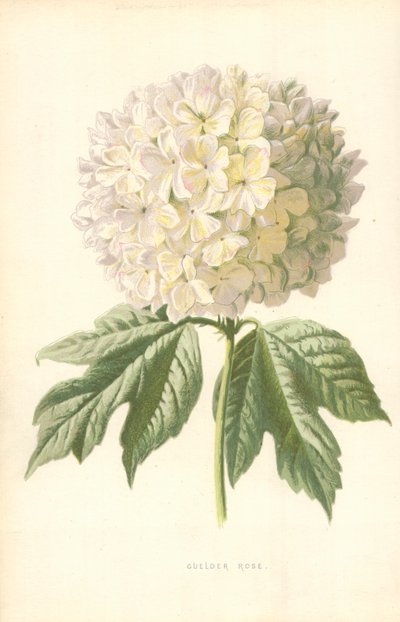 Viorne obier - Frederick Edward Hulme