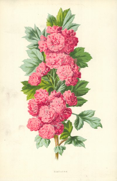 Aubépine - Frederick Edward Hulme
