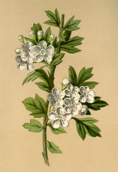 Aubépine, 1877 - Frederick Edward Hulme