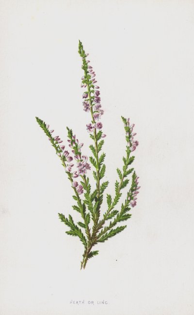Bruyère ou Callune (chromolithographie) - Frederick Edward Hulme