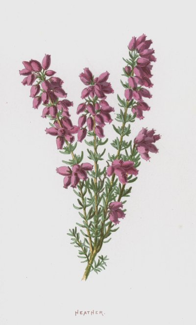 Bruyère - Frederick Edward Hulme