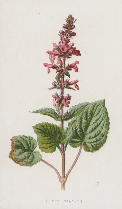 Épiaire des bois - Frederick Edward Hulme