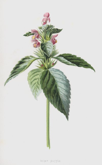 Galeopsis - Frederick Edward Hulme