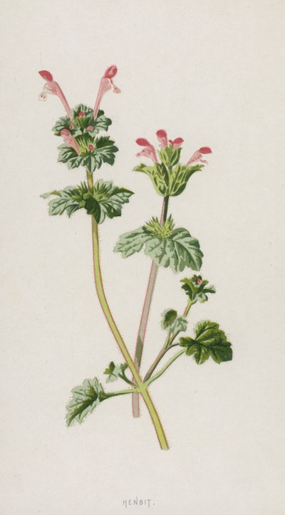 Lamier amplexicaule - Frederick Edward Hulme