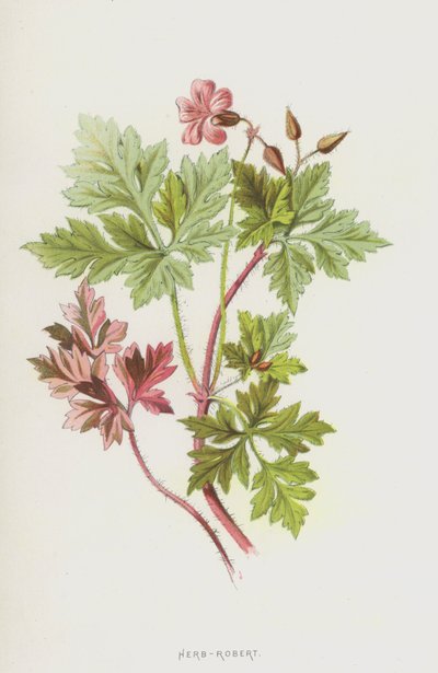 Herbe à Robert - Frederick Edward Hulme