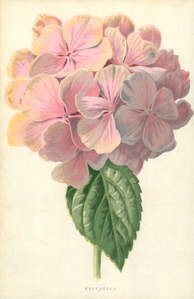 Hortensia - Frederick Edward Hulme