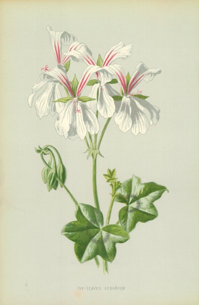 Géranium à feuilles de lierre - Frederick Edward Hulme
