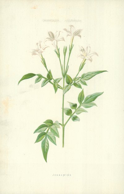 Jasmin - Frederick Edward Hulme