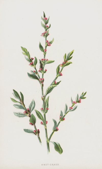 Renouée des oiseaux - Frederick Edward Hulme