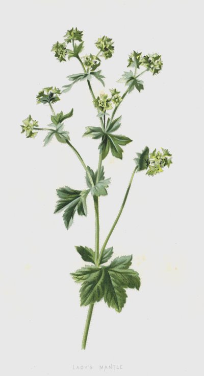 Alchémille - Frederick Edward Hulme
