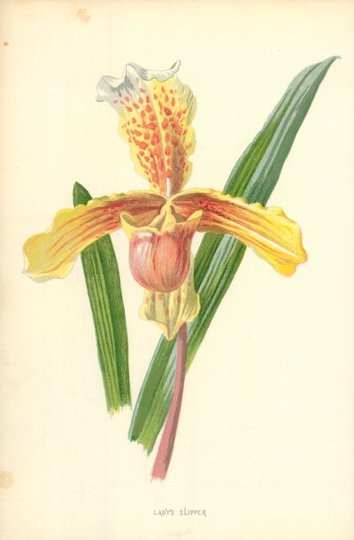 Sabot de Vénus - Frederick Edward Hulme