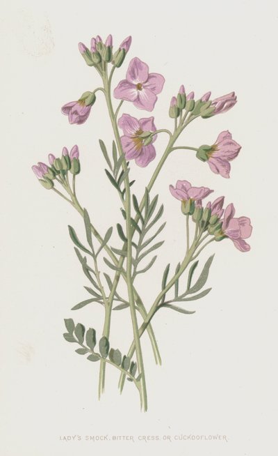 Cardamine des prés - Frederick Edward Hulme