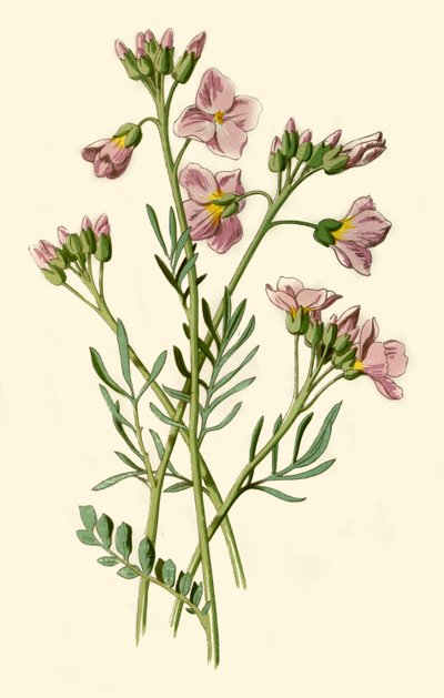 Cardamine des prés, cresson amer ou fleur de coucou - Frederick Edward Hulme