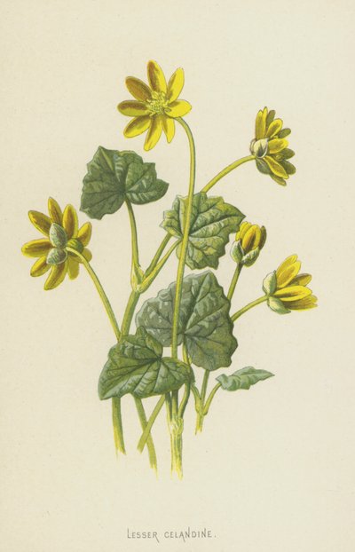 Ficaire fausse-renoncule - Frederick Edward Hulme