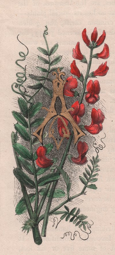 Lettre A, lettrine, gravure aquarelle, cm 10x5, par Frederick Edward Hulme (1841-1909) de The familiar Garden Flower, vers 1880 - Frederick Edward Hulme