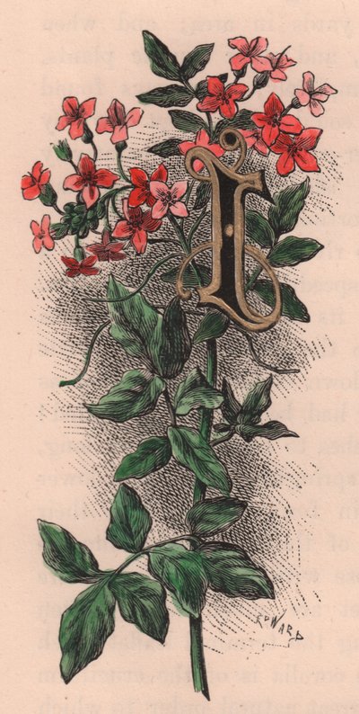 Lettre I, lettrine, gravure aquarelle, cm 10x5, par Frederick Edward Hulme (1841-1909) de The familiar Garden Flower, vers 1880 - Frederick Edward Hulme