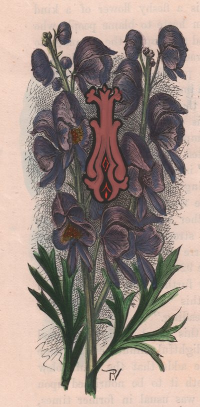 Lettre I, lettrine, gravure aquarelle, cm 10x5, par Frederick Edward Hulme (1841-1909) de The familiar Garden Flower, vers 1880 - Frederick Edward Hulme