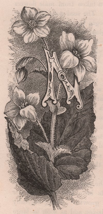 Lettre N, lettrine, gravure, cm 10x5, par Frederick Edward Hulme (1841-1909) de The familiar Garden Flower, vers 1880 - Frederick Edward Hulme