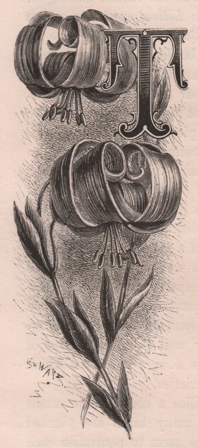 Lettre T, lettrine, gravure par Frederick Edward Hulme de The familiar Garden Flower, vers 1880 - Frederick Edward Hulme
