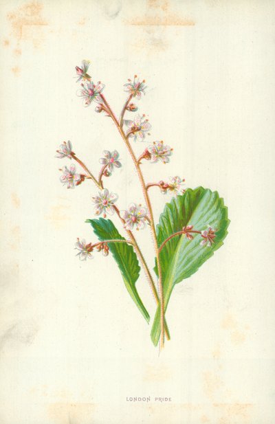 Fierté de Londres - Frederick Edward Hulme