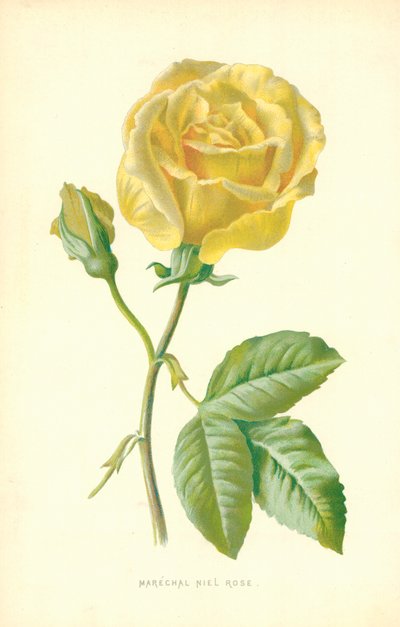 Rose Marechal Niel - Frederick Edward Hulme